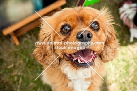 Cavalier King Charles Spaniel portrait