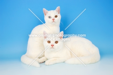 two british shorthair cats, one odd eyed and one orange eyed