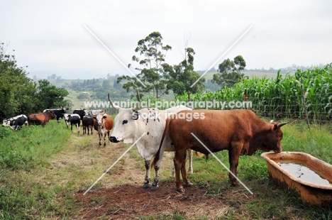 Nguni Cattle