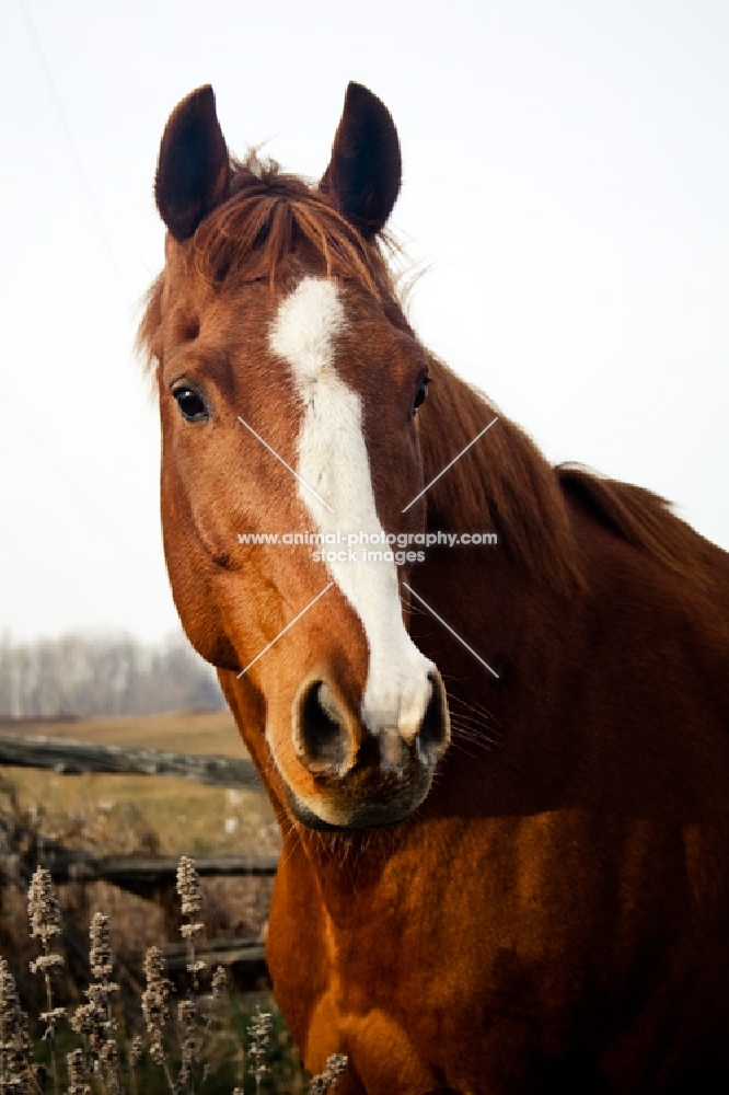 Thoroughbred portrait