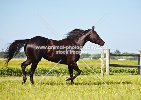 shiny quarter horse in field