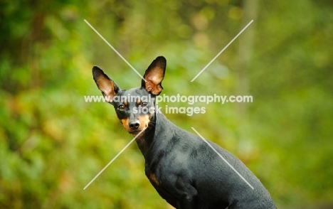 Miniature Pinscher looking at camera