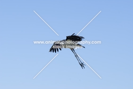 marabou stork about to land