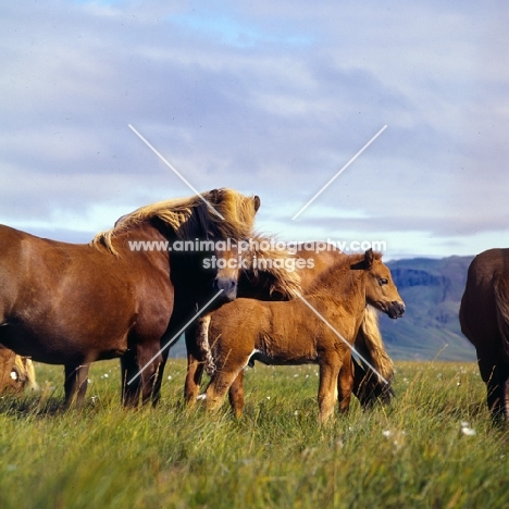 Iceland Horse mares and foal at Olafsvellir