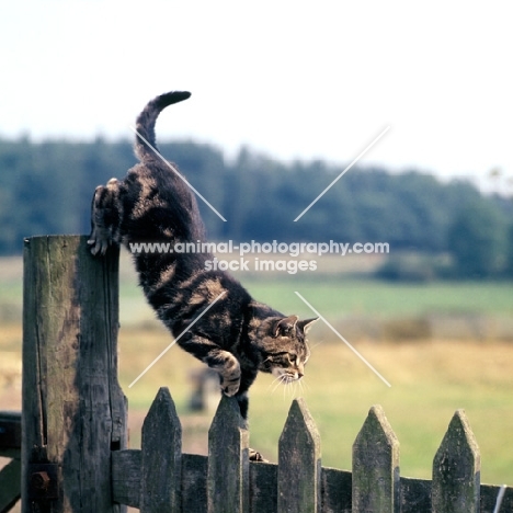 tabby cat on fence top