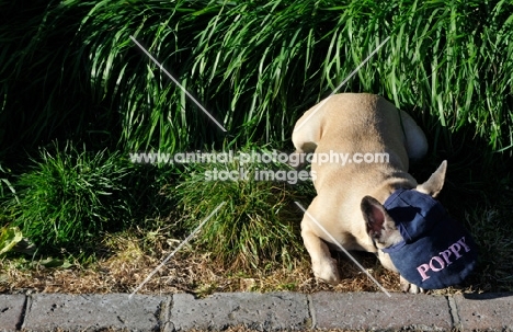 French Bulldog wearing a hat and looking down