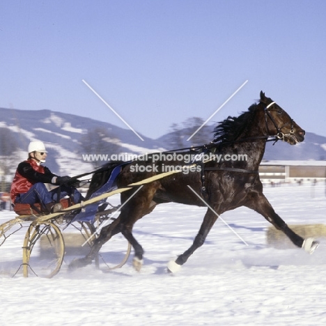 trotting race on snow in kitzbuhel, austria 