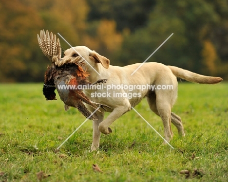 cream Labrador retrieving Pheasant