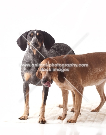 blue tick and red tick coonhounds together