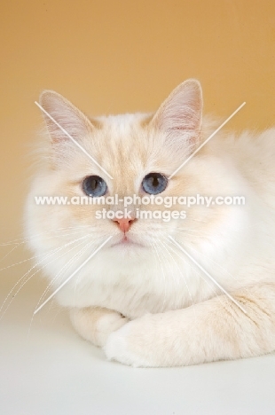 cream point Birman