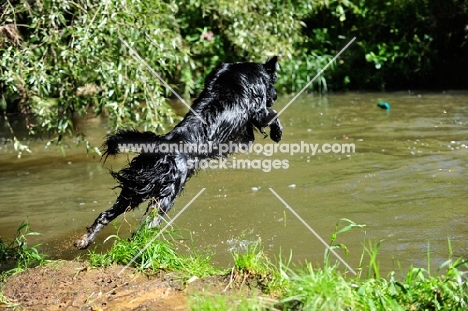 Flat Coated Retriever jumping into water