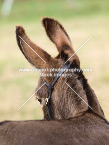 donkey, back view