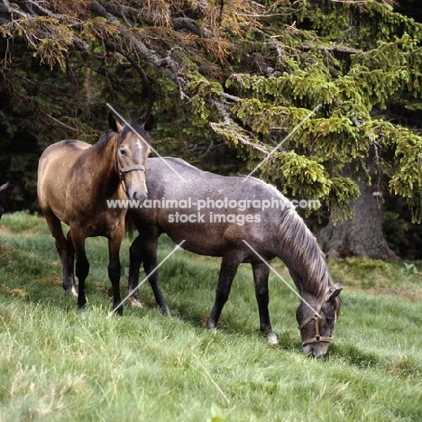 two Lipizzaner colts at stubalm, piber