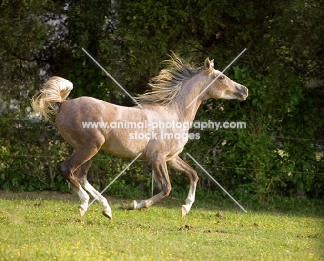 Arabian horse, running