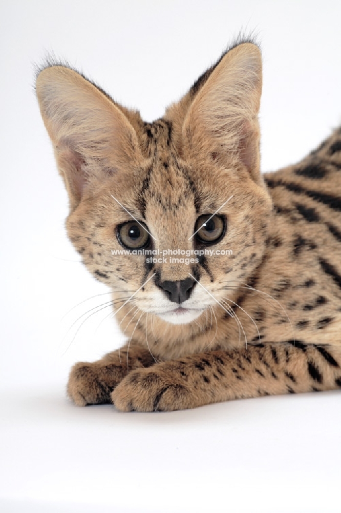 young serval cat portrait on white background
