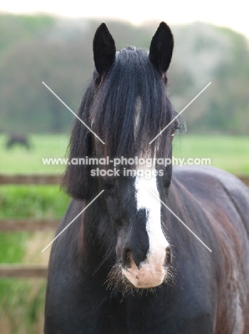 Shire horse