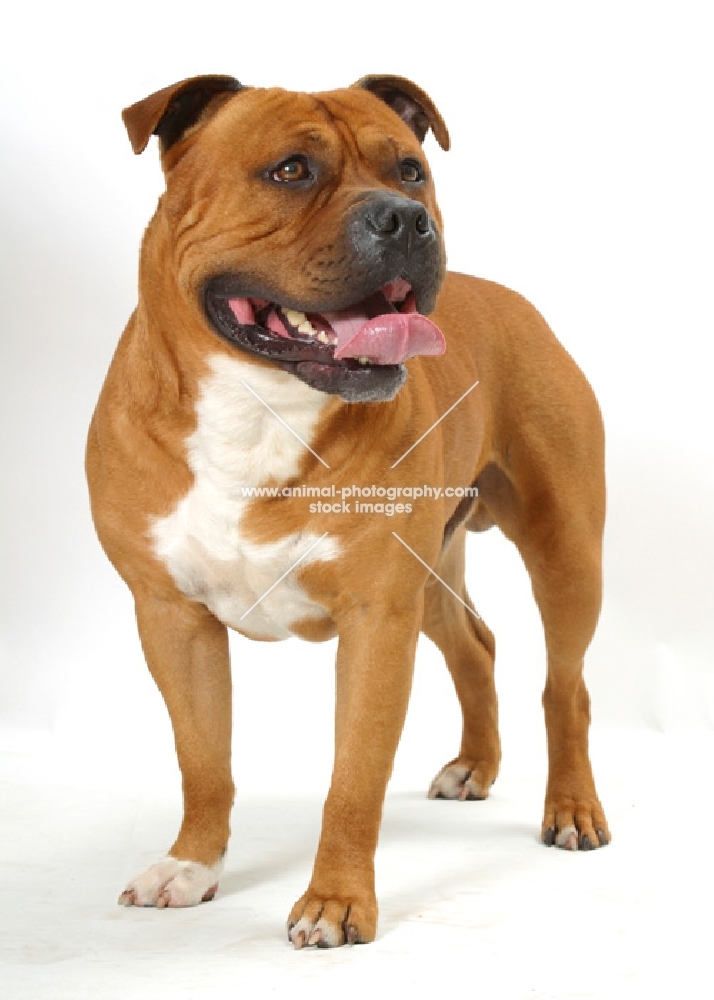 Australian Champion red American Staffordshire Terrier, standing