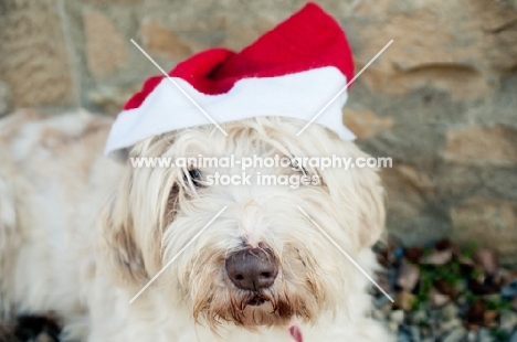 young Bearded Collie wearing Christmas hat