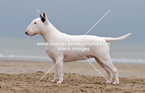 Bull Terrier side view