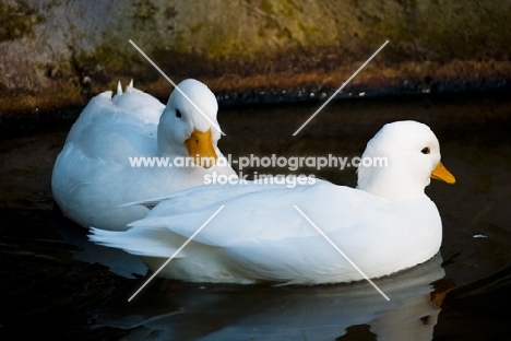 two white call ducks