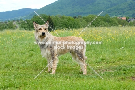 Picardy sheepdog in field
