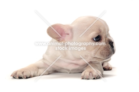 cute French Bulldog puppy on white background