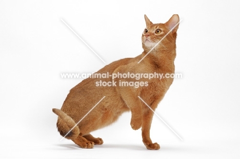 sorrel Abyssinian on white background