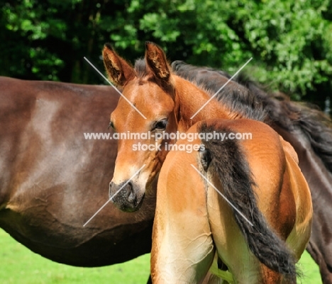 thoroughbred foal, rear view