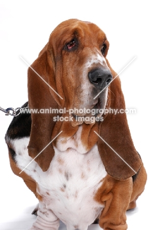 Australian Champion Basset Hound on white background