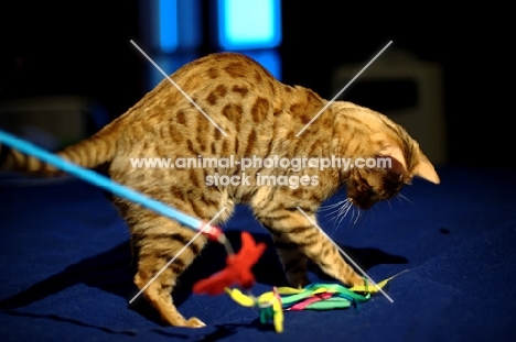 female Bengal cat playing on a bed