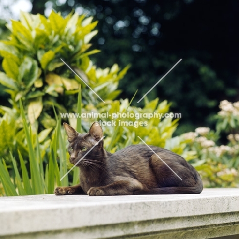 ch dandycat hula dancer, havana cat on stone edifice in garden