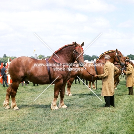 suffolk punch horses at show with handlers