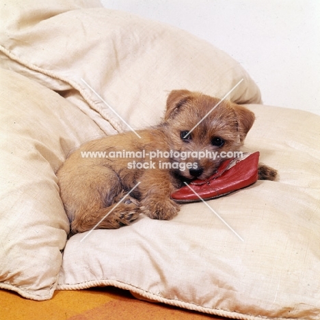 nanfan sage, norfolk terrier puppy lying on pillows with slipper