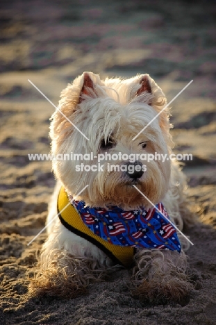 West Highland White Terrier resting on beach