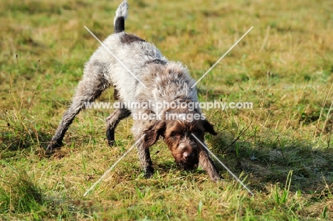 Wirehaired Pointing Griffon (aka Korthals Griffon)