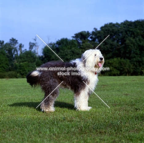 undocked old english sheepdog standing on grass in a field