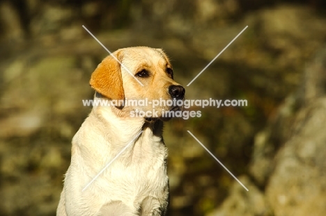 cream Labrador Retriever