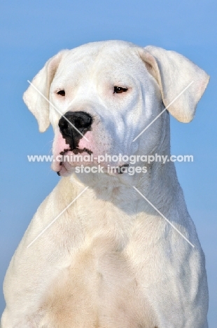 Dogo Argentino against blue background