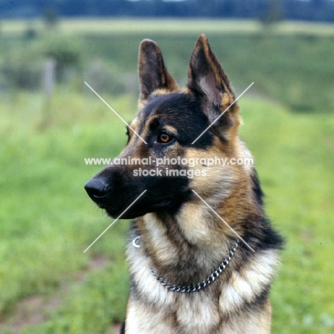 german shepherd dog portrait