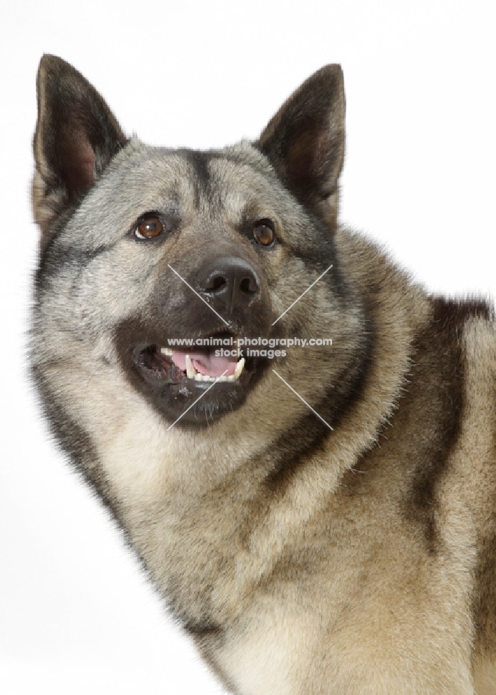 Norwegian Elkhound on white background, portrait