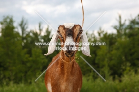 nubian goat looking at camera