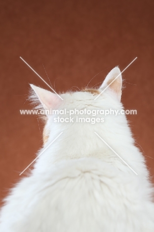 Turkish Van back view