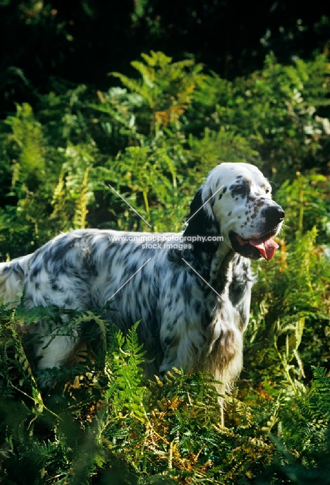 english setter standing in bracken