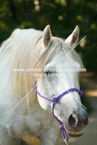 Quarter horse portrait