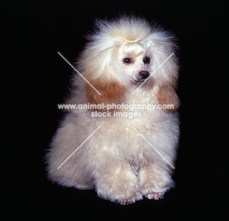 apricot toy poodle in puppy clip