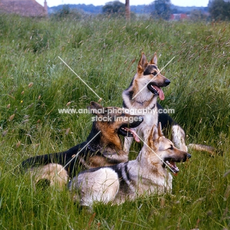 three german shepherd dogs awaiting command