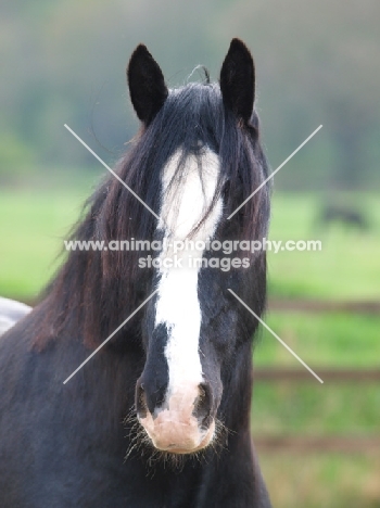 black and white Shire horse