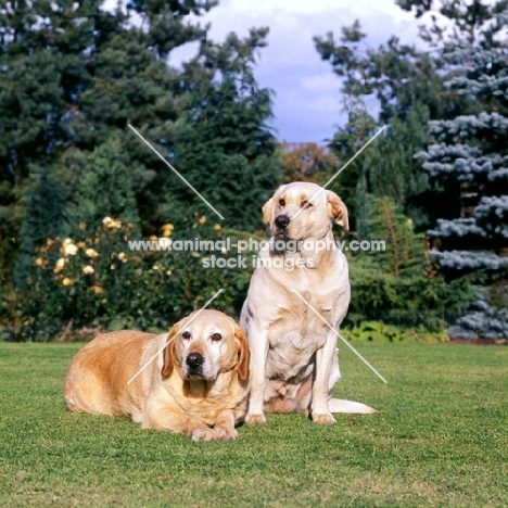 two fat labradors