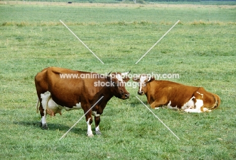 two red holsteiners in field in holland