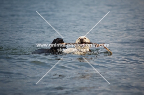 cream labrador retriever and black labrador retriever retrieving a stick together in a lake